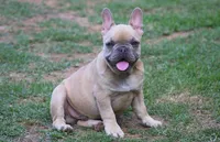 Akc male , a male French Bulldog for sale in Fort Valley, GA – 1 of 5