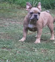Merle boy , a male French Bulldog for sale in Fort Valley, GA – 2 of 4