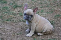 Paco jr male , a male French Bulldog for sale in Fort Valley, GA – 5 of 6