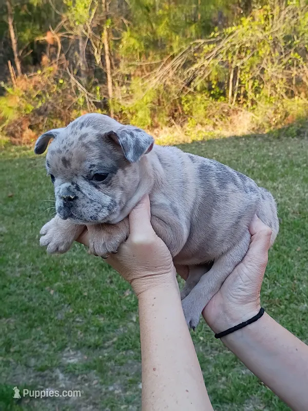 Blue Merle girl  – French Bulldog puppy for sale in Fort Valley, GA