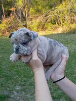 Blue Merle girl , a female French Bulldog for sale in Fort Valley, GA – Photo 1 of 7