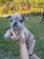 Blue Merle girl , a female French Bulldog for sale in Fort Valley, GA – Photo 4 of 7