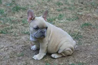 Lilac fawn male , a male French Bulldog for sale in Fort Valley, GA – 2 of 3