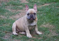 Akc male , a male French Bulldog for sale in Fort Valley, GA – 4 of 5