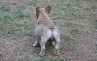 Paco jr male , a male French Bulldog for sale in Fort Valley, GA – 3 of 6