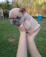Lilac fawn male , a male French Bulldog for sale in Fort Valley, GA – Photo 2 of 5