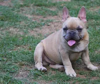 Akc male , a male French Bulldog for sale in Fort Valley, GA – 5 of 5