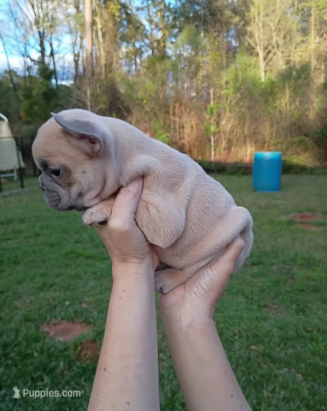 Lilac fawn male  – French Bulldog puppy for sale in Fort Valley, GA
