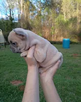 Lilac fawn male , a male French Bulldog for sale in Fort Valley, GA – Photo 2 of 7