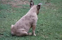 Blue fawn Merle male European lines , a male French Bulldog for sale in Fort Valley, GA – 3 of 5