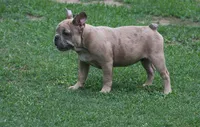 lilac fawn merle male, a male French Bulldog for sale in Fort Valley, GA – 2 of 4