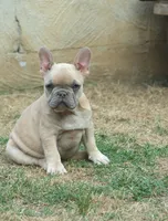 Paco jr male , a male French Bulldog for sale in Fort Valley, GA – 4 of 6