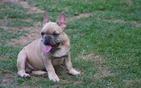 Akc male , a male French Bulldog for sale in Fort Valley, GA – 2 of 5