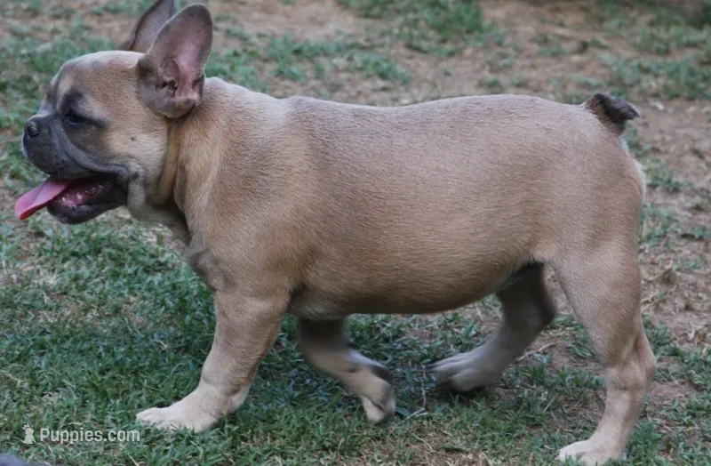 Fawn female European lines  – French Bulldog puppy for sale in Fort Valley, GA