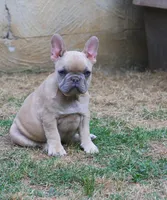 Paco jr male , a male French Bulldog for sale in Fort Valley, GA – 6 of 6