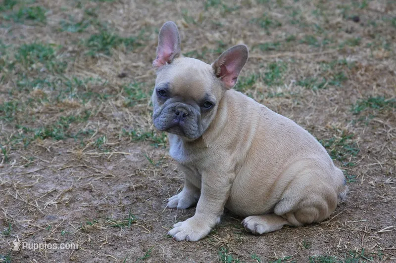 Paco jr male  – French Bulldog puppy for sale in Fort Valley, GA