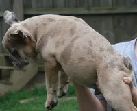 lilac fawn merle male, a male French Bulldog for sale in Fort Valley, GA – 1 of 4
