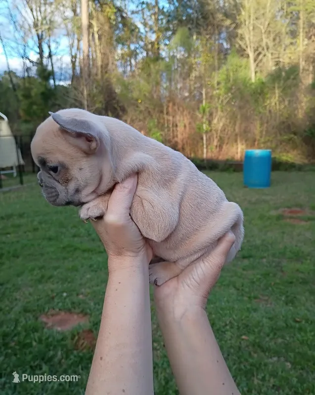 Lilac fawn male  – French Bulldog puppy for sale in Fort Valley, GA