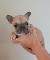 Akc male, a male French Bulldog for sale in Fort Valley, GA – Photo 2 of 5