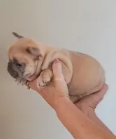 Akc male, a male French Bulldog for sale in Fort Valley, GA – Photo 3 of 5