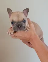 Akc male, a male French Bulldog for sale in Fort Valley, GA – Photo 4 of 5