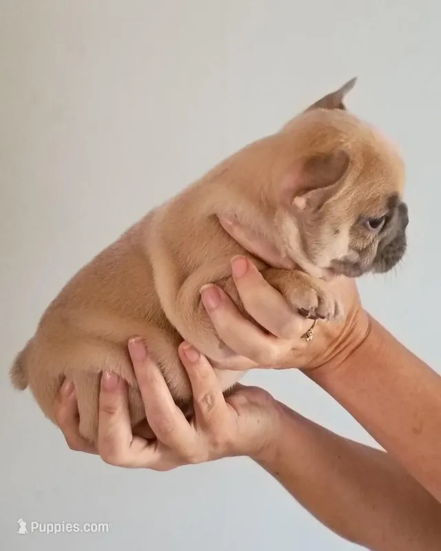 Akc male – French Bulldog puppy for sale in Fort Valley, GA