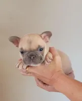 Akc male, a male French Bulldog for sale in Fort Valley, GA – Photo 5 of 5