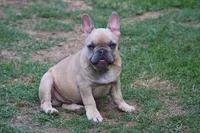 Lilac fawn male , a male French Bulldog for sale in Fort Valley, GA – 1 of 4