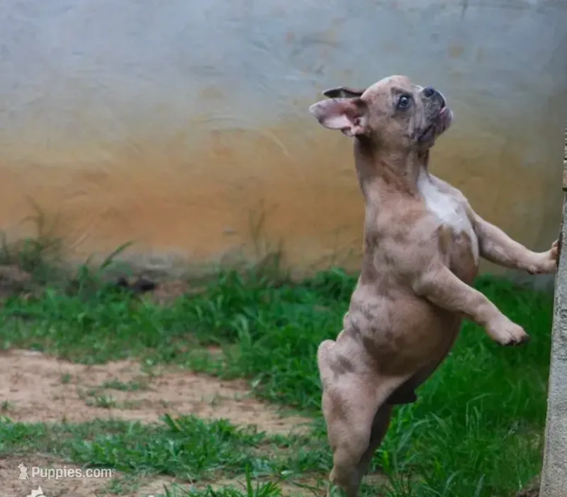 Merle boy  – French Bulldog puppy for sale in Fort Valley, GA