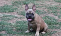 Fawn female European lines , a female French Bulldog for sale in Fort Valley, GA – 2 of 4
