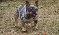 Merle boy , a male French Bulldog for sale in Fort Valley, GA – 2 of 3