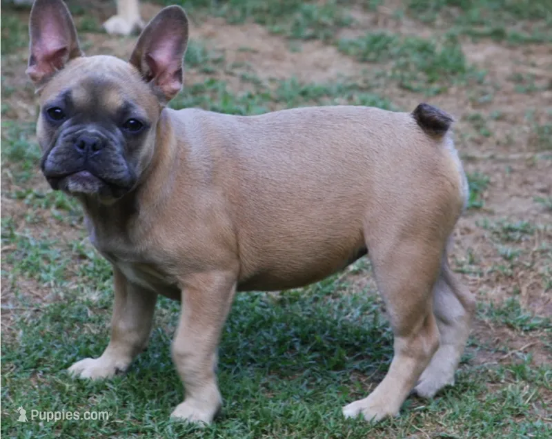 Fawn female European lines  – French Bulldog puppy for sale in Fort Valley, GA