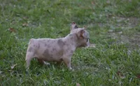 Blue fawn Merle male , a male French Bulldog for sale in Fort Valley, GA – 2 of 2