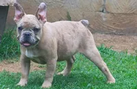 Blue fawn Merle boy , a male French Bulldog for sale in Fort Valley, GA – 3 of 5