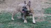 Fawn female European lines , a female French Bulldog for sale in Fort Valley, GA – 4 of 6