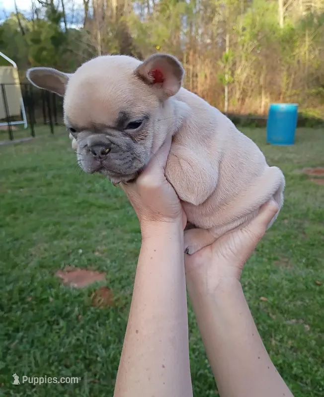 Akc male – French Bulldog puppy for sale in Fort Valley, GA