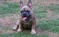 Fawn female European lines , a female French Bulldog for sale in Fort Valley, GA – 3 of 5