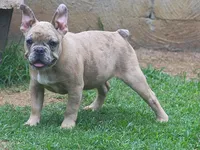 lilac fawn merle male, a male French Bulldog for sale in Fort Valley, GA – 3 of 4