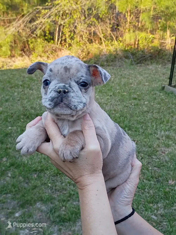 Blue Merle girl  – French Bulldog puppy for sale in Fort Valley, GA