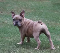Blue fawn Merle male European lines , a male French Bulldog for sale in Fort Valley, GA – 2 of 5