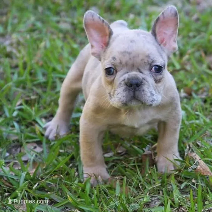 Blue fawn Merle male  – French Bulldog puppy for sale in Fort Valley, GA