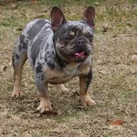 Blue fawn Merle male , a male French Bulldog for sale in Fort Valley, GA – Photo 4 of 5