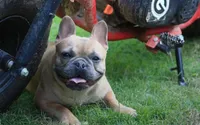 Blue fawn Merle male European lines , a male French Bulldog for sale in Fort Valley, GA – 4 of 5