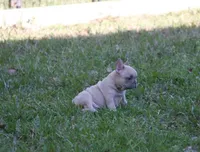 Lilac fawn girl , a female French Bulldog for sale in Fort Valley, GA – Photo 4 of 7