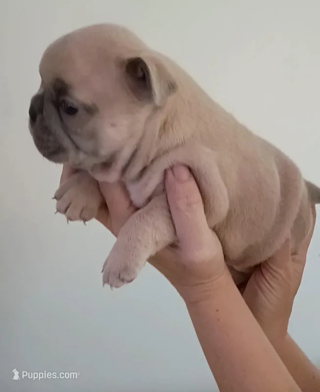Akc male – French Bulldog puppy for sale in Fort Valley, GA
