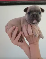 Akc female , a female French Bulldog for sale in Fort Valley, GA – Photo 1 of 3