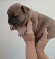 Akc female , a female French Bulldog for sale in Fort Valley, GA – Photo 2 of 3