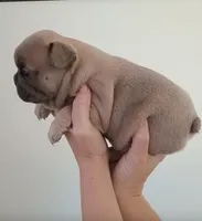 Akc female , a female French Bulldog for sale in Fort Valley, GA – Photo 3 of 3