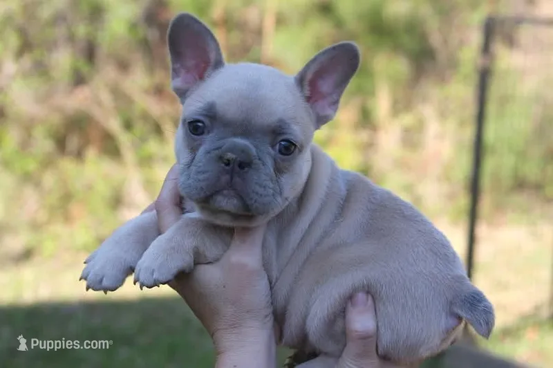 Lilac fawn girl , a female French Bulldog for sale in Fort Valley, GA – Photo 1 of 4