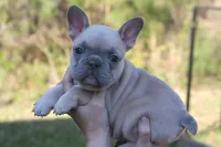 Lilac fawn girl , a female French Bulldog for sale in Fort Valley, GA – Photo 1 of 4